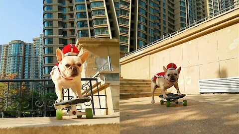 French Bulldog PK Skateboard KO