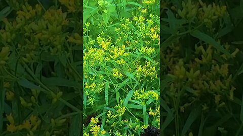 Goldenrod is Not Causing Your Allergies - This is!