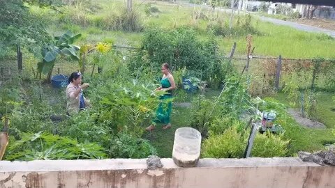 ( Philippines) Backyard Homesteader Harvest With Friends