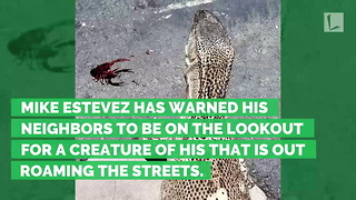 66-Inch Long Lizard Takes Opportunity to Bust Out of Pet Shop, Roaming Streets of City