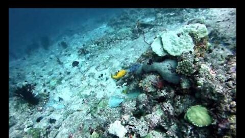 Diver throws underwater bubble rings around puffer fish