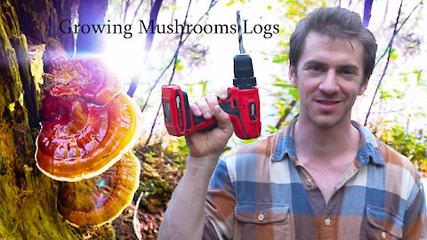 How to Grow Reishi on Logs. Oyster Mushroom Cultivation How to cultivate mushrooms outdoors at Home