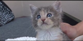 Pet of the week: kitten almost ready for forever home