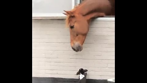 Horse Befriends Rabbits In Incredible Footage