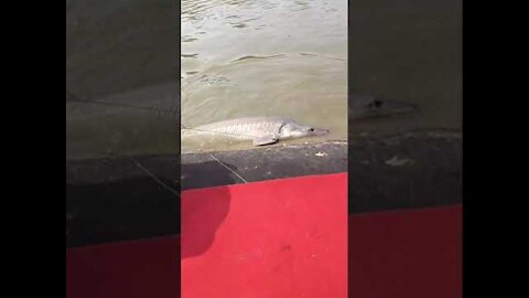 Awesome hook fishing big fish video