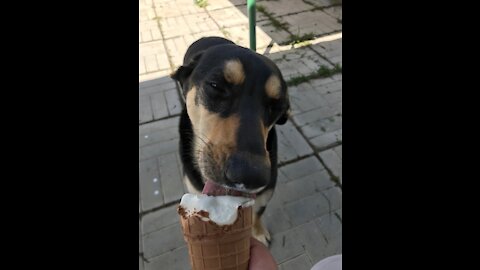 Cute doggy enjoys some ice cream during the sunny day