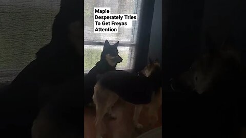 Maple Desperately Tries To Get Freyas Attention #cute #dog #shepsky #shorts #doggo #dogs #cutedog