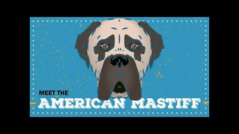 American Mastiff | CKC Breed Facts & Profile