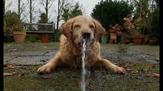 Episk kamp mellom hund og vannpistol