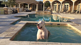 Max The Coolest Deaf Great Dane Enjoys A Swim In The Hot Tub