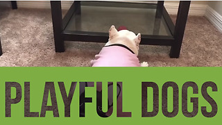 This compilation of playful dogs is exactly what you need today!