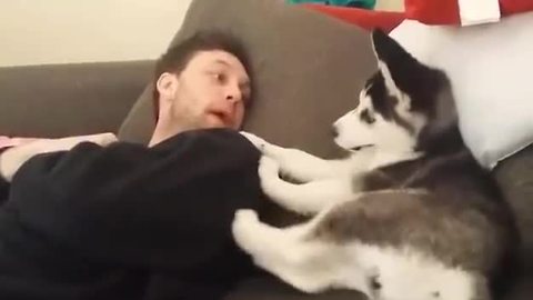 Husky Puppy Has 'Heated Debate' With His Owner