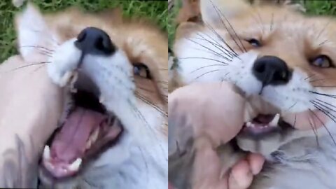 Friendly Clever Fox Funny reaction look like laughing