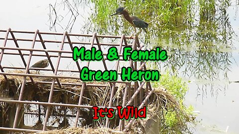 Male & Female Green Heron