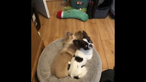 Chihuahua bffs