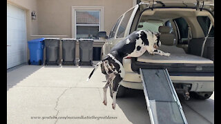 Huge dog doesn't need ramp to jump into SUV