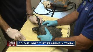 Cold-stunned turtles arrive in Tampa