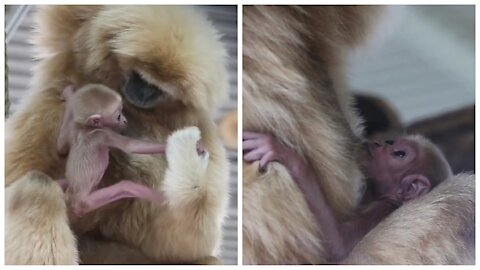 Little Baby Gibbons are Playing with her Mother on her Laps.