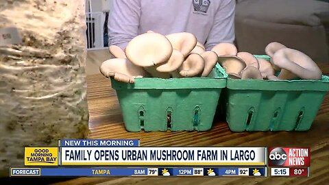 Twin sisters start gourmet mushroom farm in their Largo home