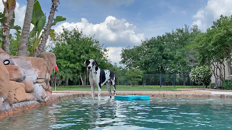 Happy Great Dane Loves Sipping and Dipping His Toes In the Pool