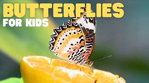 Butterflies for Kids | Learn about the diet, habitat, and behaviors of butterflies