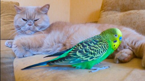 Кот и птица, милые животные #145