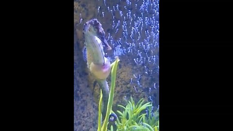 Animal Viral Video || Male Seahorse giving birth 😯😯