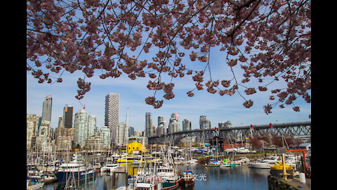 Cherry Blossom 2021@ Vancouver BC Canada