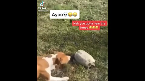 Horse goes CRAZY over turtle