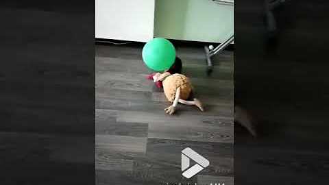 Tiny Adorable Puppy Loves To Play With His Balloon