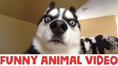 Funny Animal Videos 🤣 Part #5