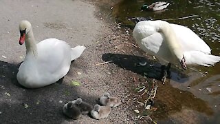 Mummy and Daddy Swan Taking Care of Their Babies
