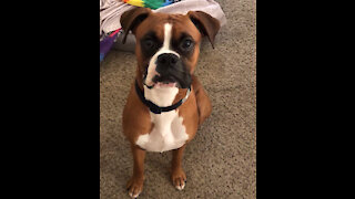 BOXER PUP BEGGING MOMMY TO STAY HOME