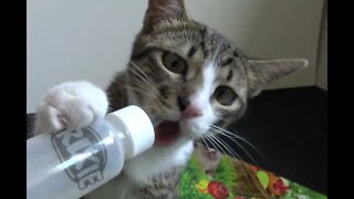 Small Cat Drinks from Baby Bottle