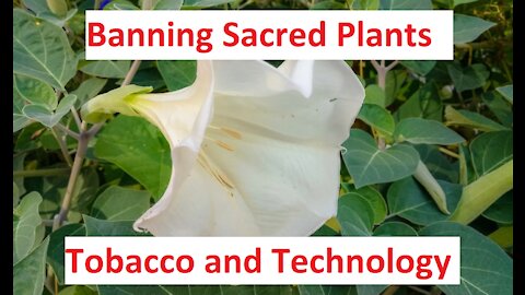 Tobacco Smoking, Technology, Ceremony, Ban, Spirit Plants