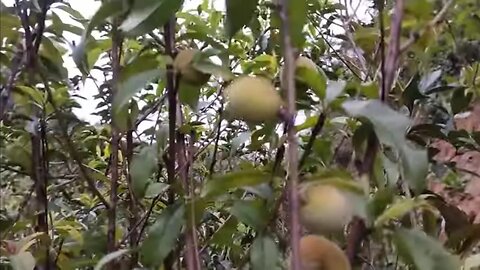 frutíferas produzindo em vaso pitangatuba bananinha preta cereja da Austrália Matosi maçã pessego