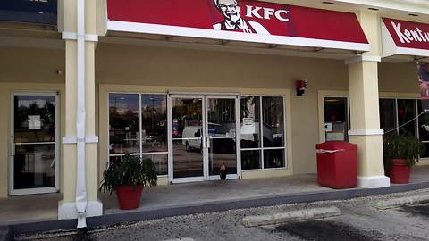A Rooster Chicken Crows At The Door Of A KFC Restaurant
