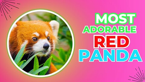 Most Adorable Red Panda and funny video
