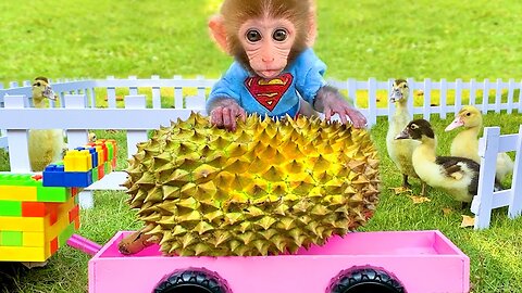 Baby monkey Bon Bon harvests durians and plays with farm animals , funny animal video