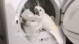 Gullig kakadua hjälper till med tvätten