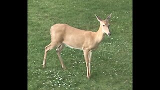 A Deer Visit After A Storm 6.26.2021