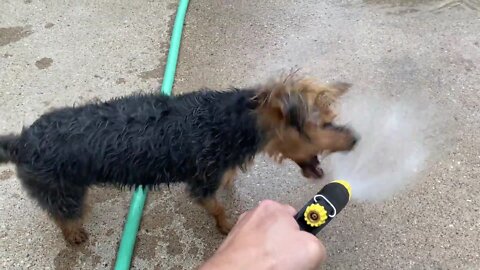 Little dog adorably obsessed with attacking the water hose