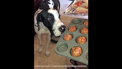 Funny Great Dane Keeps An Eye On Muffin Tin Meatloaf