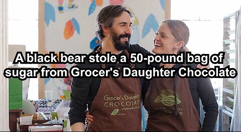 A black bear stole a 50-pound bag of sugar from Grocer's Daughter Chocolate