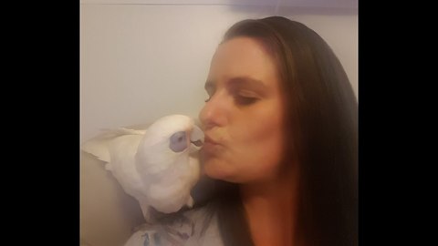 TRAIN YOUR PARROT: FOR BEGINNERS