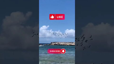 Murmuration of birds at Playa Canoa Curaçao - #shorts