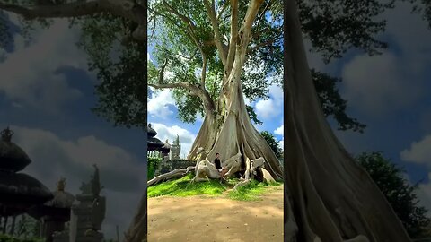 Kayu Putih Bayan, the oldest tree in Bali, is estimated to be 700 years old.