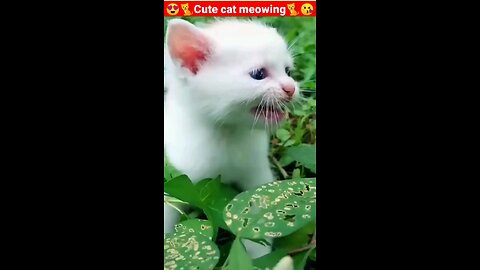 baby cute cat find her mother #cutebabycat #sweetpets #kitten #cute cats #catlovers