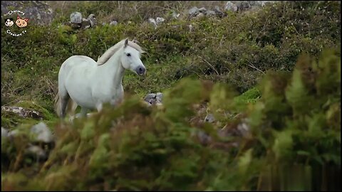 Beautiful Horse Video | White Horse Video | #shorts #animals #funny #comedy