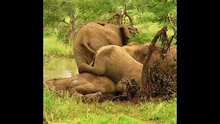 Young elephant's awkward attempt climbing over his big brother during mud bath